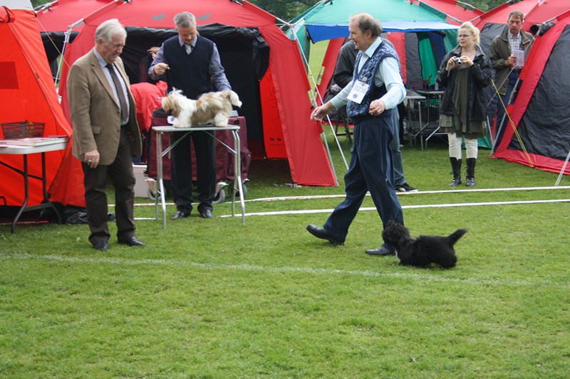 Shih Tzu Danmark